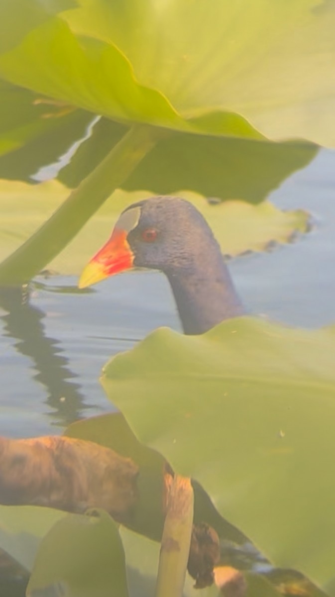 Малая султанка - ML645235280