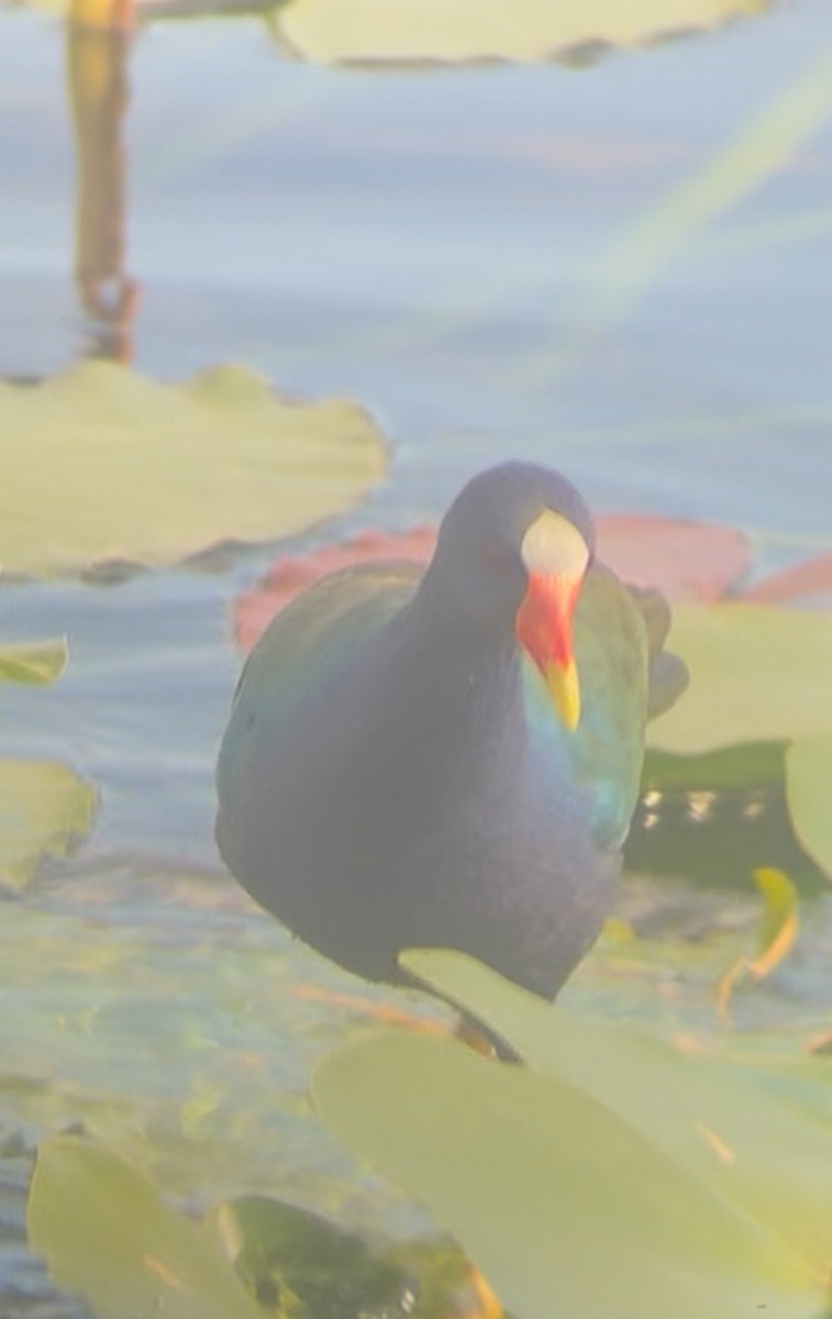 Малая султанка - ML645235281