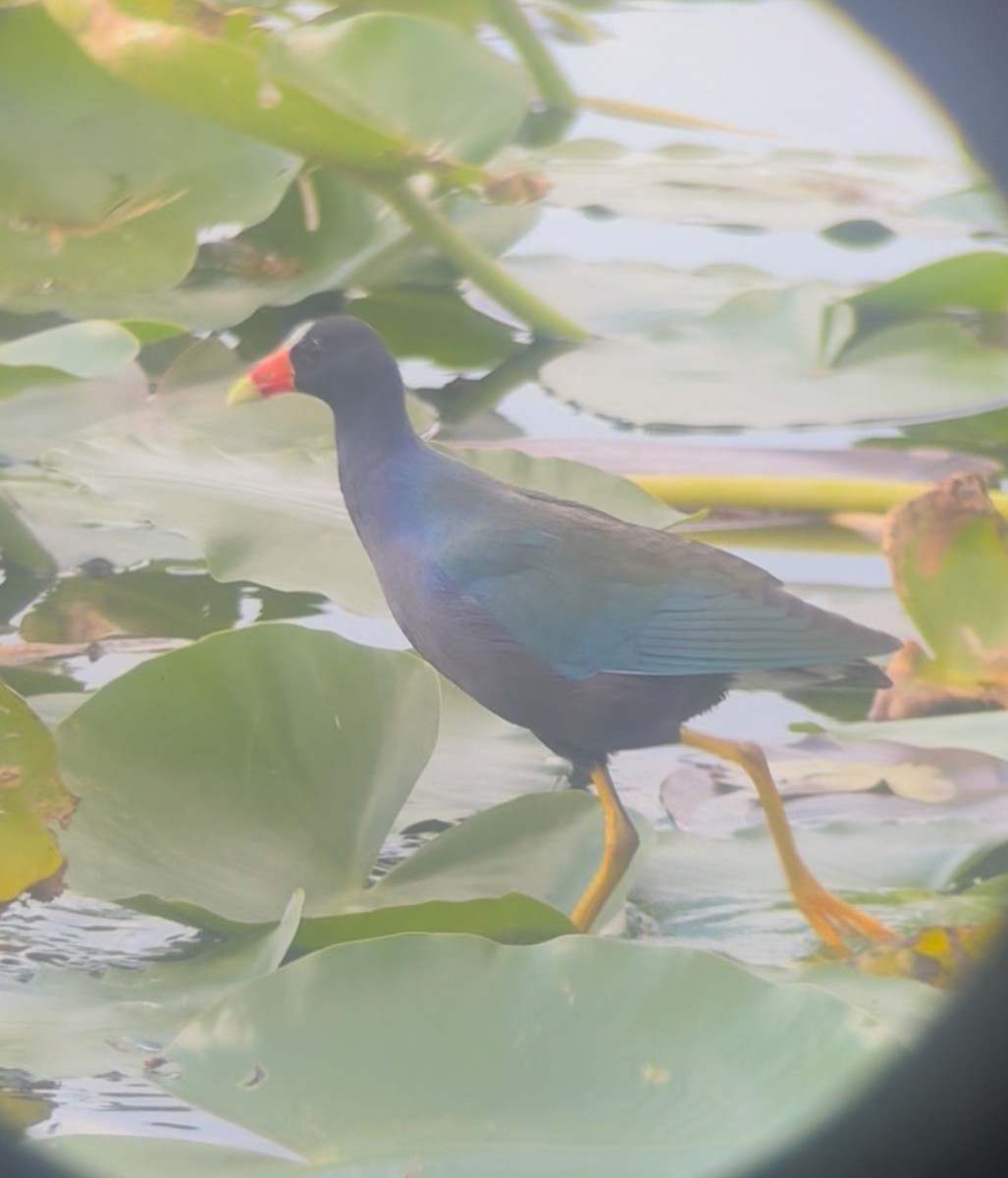 Малая султанка - ML645235283