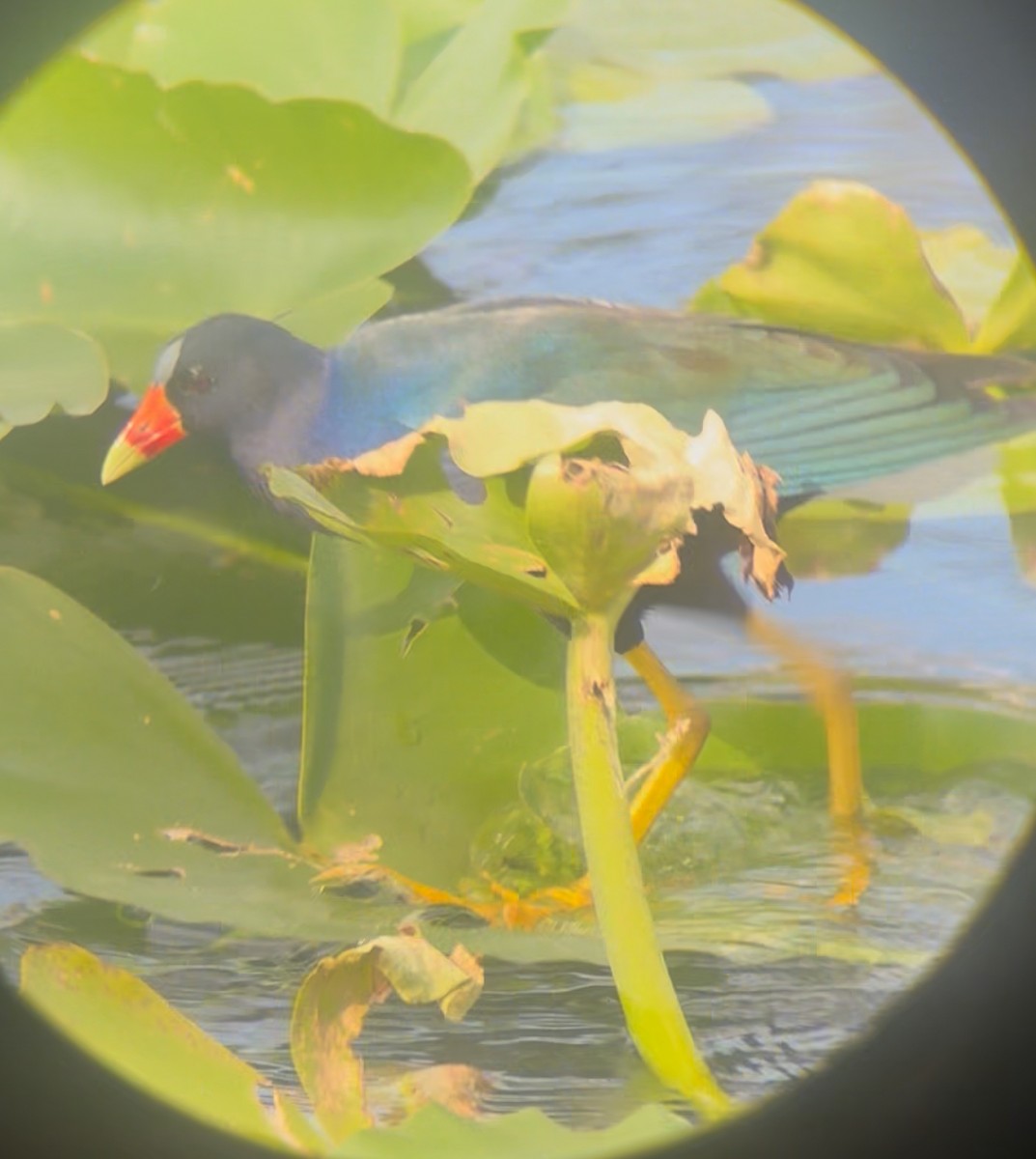 Малая султанка - ML645235284