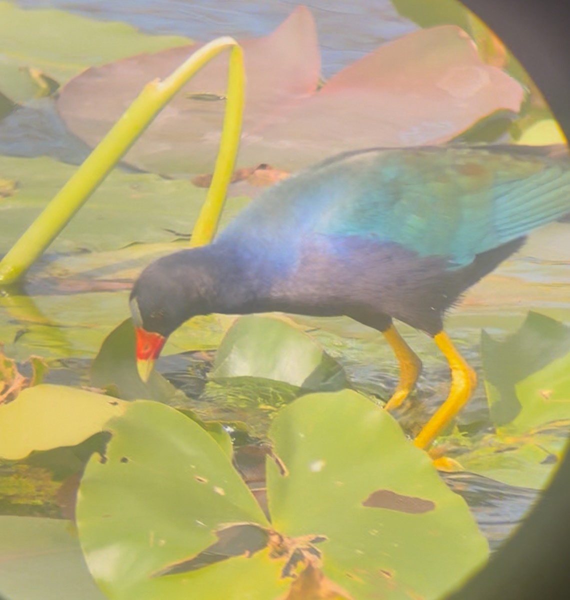 Малая султанка - ML645235285