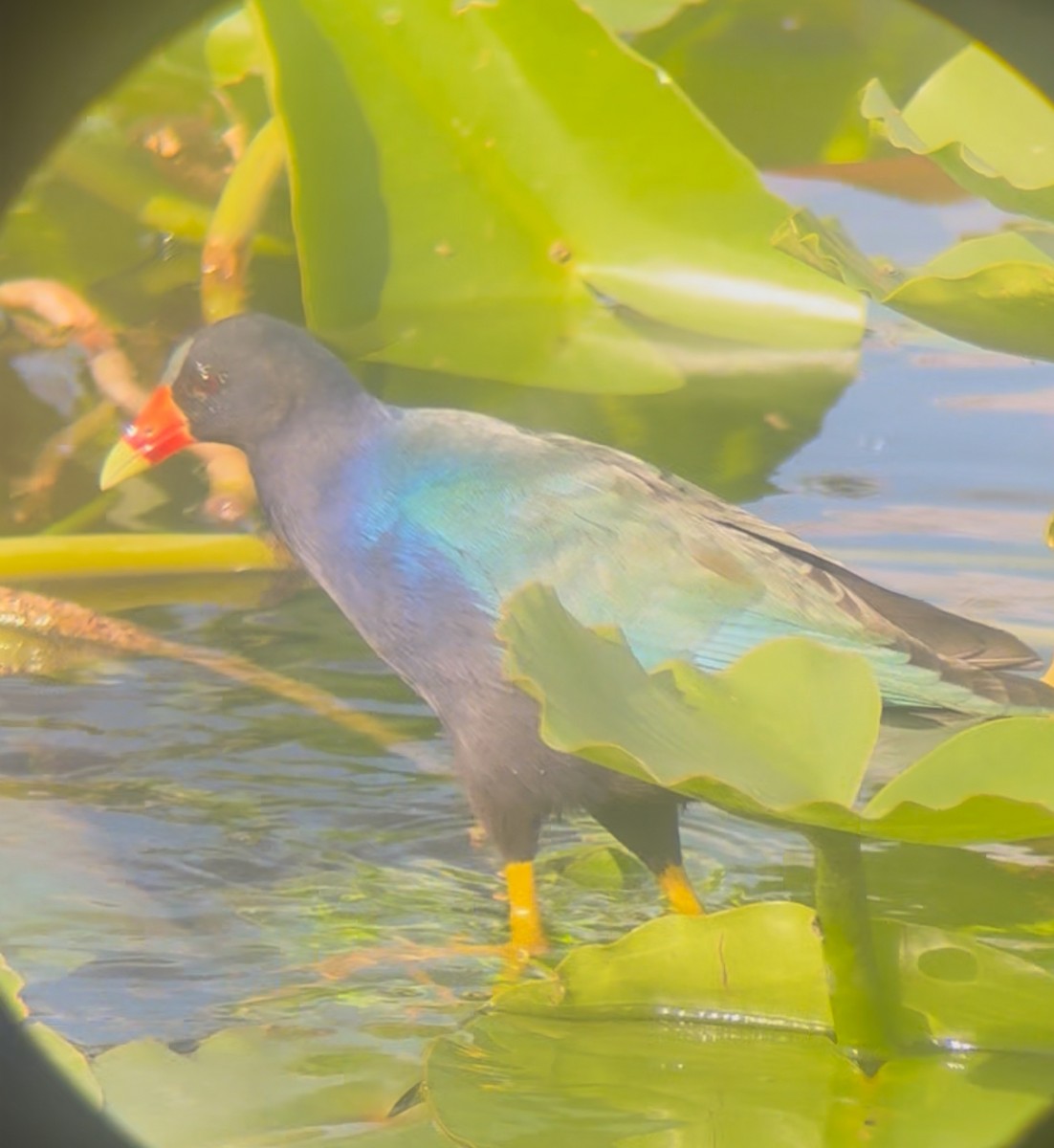 Малая султанка - ML645235286