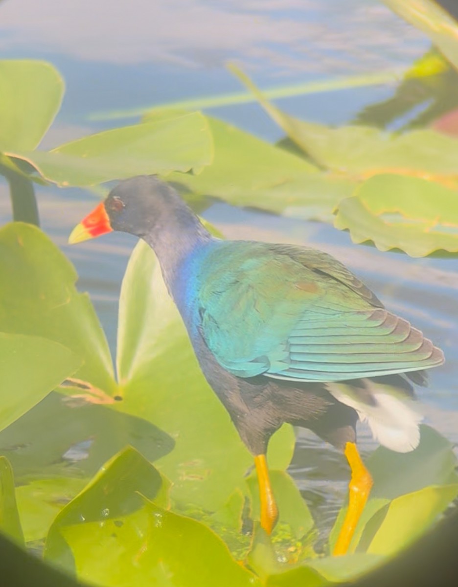 Малая султанка - ML645235288