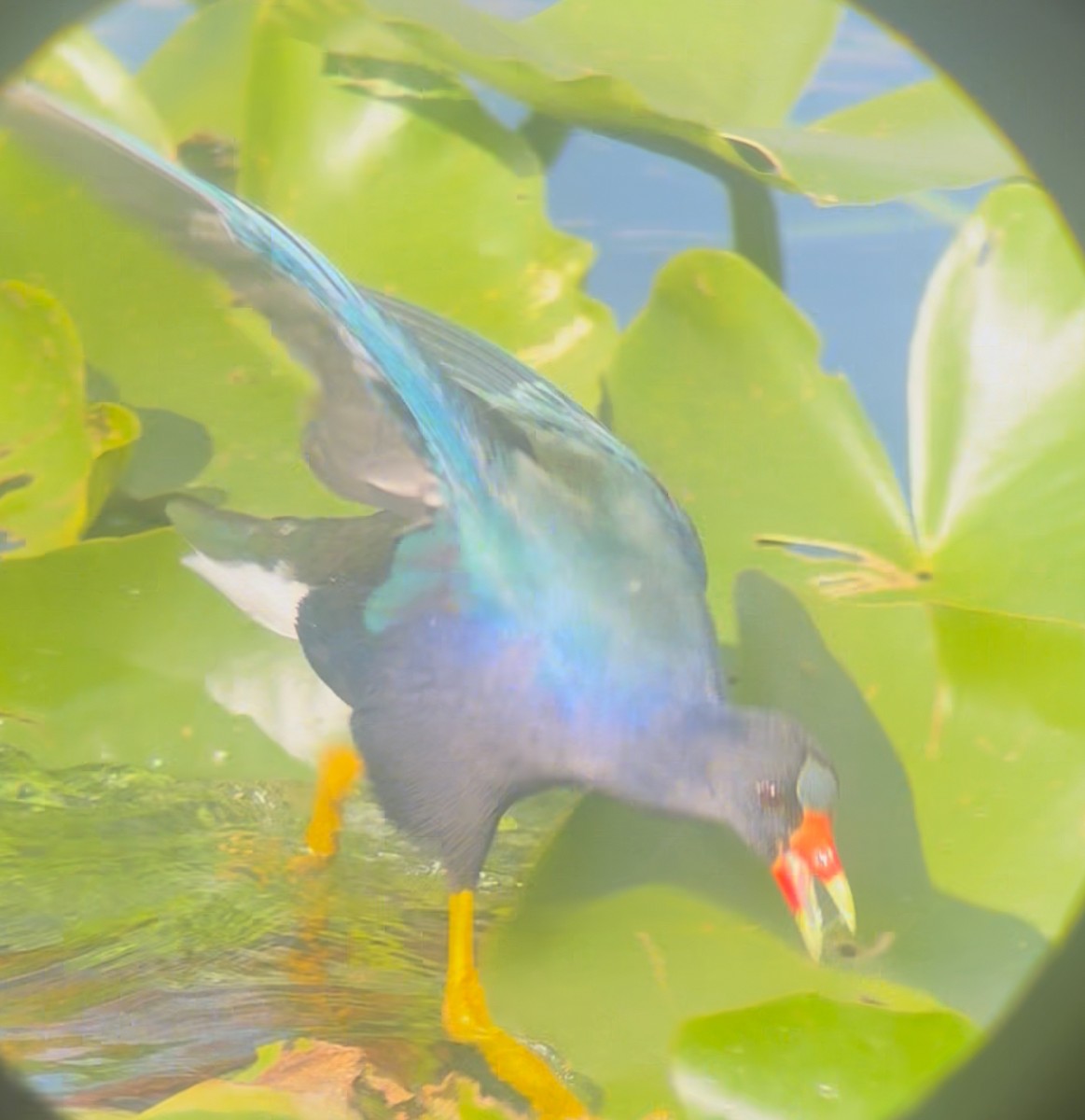 Малая султанка - ML645235289