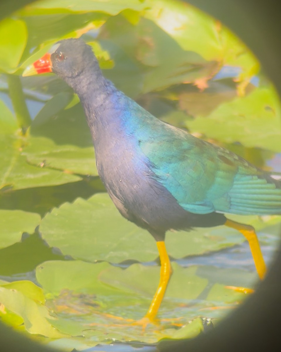 Малая султанка - ML645235290