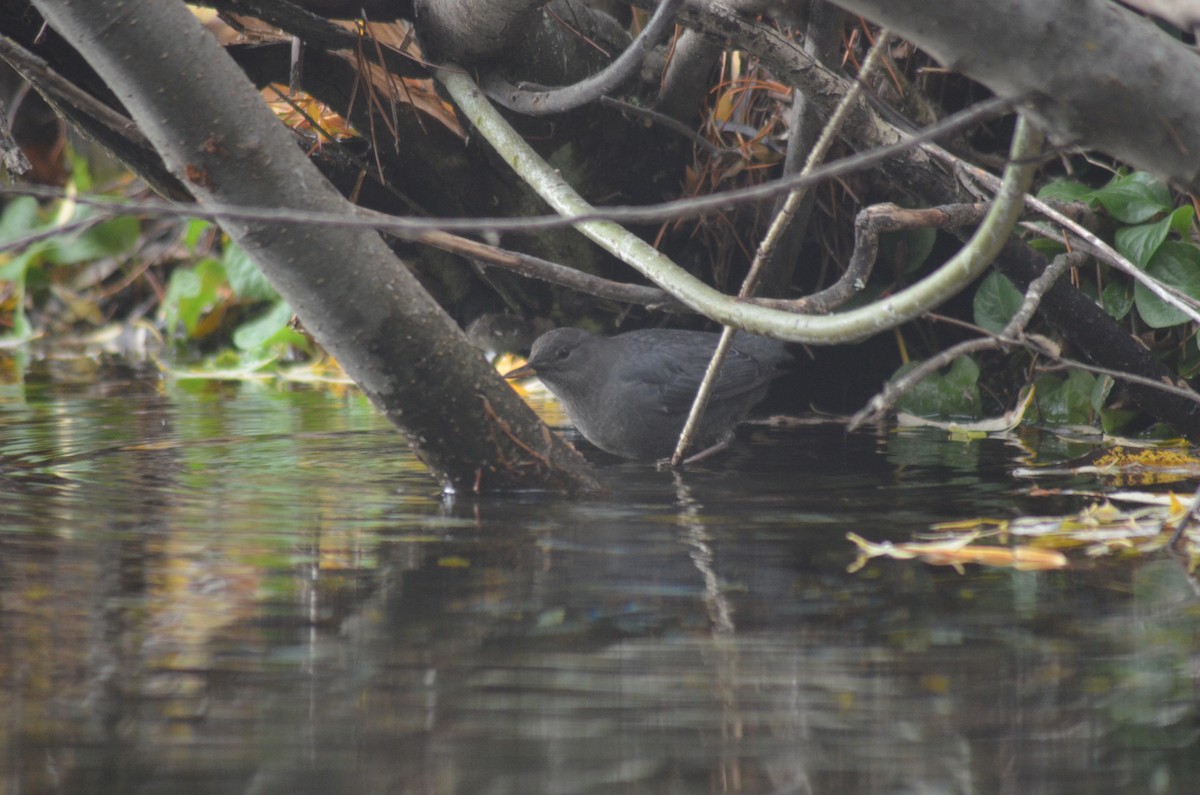 gråfossekall - ML645235295