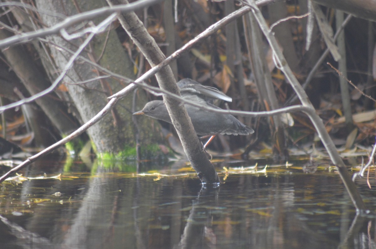 gråfossekall - ML645235326