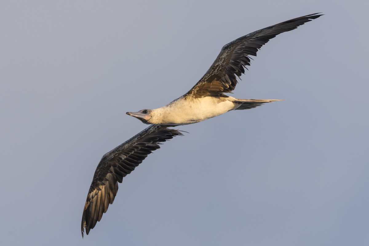 Red-footed Booby - ML645235328