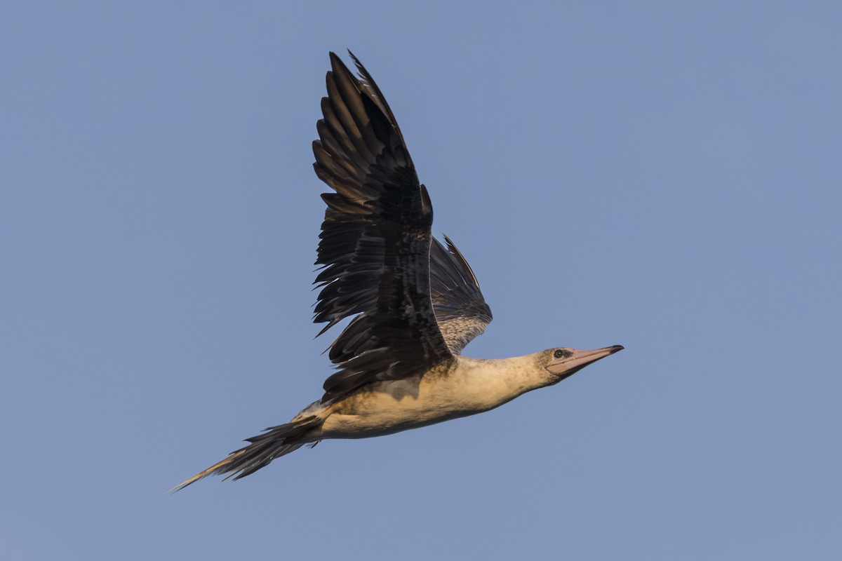 Red-footed Booby - ML645235329