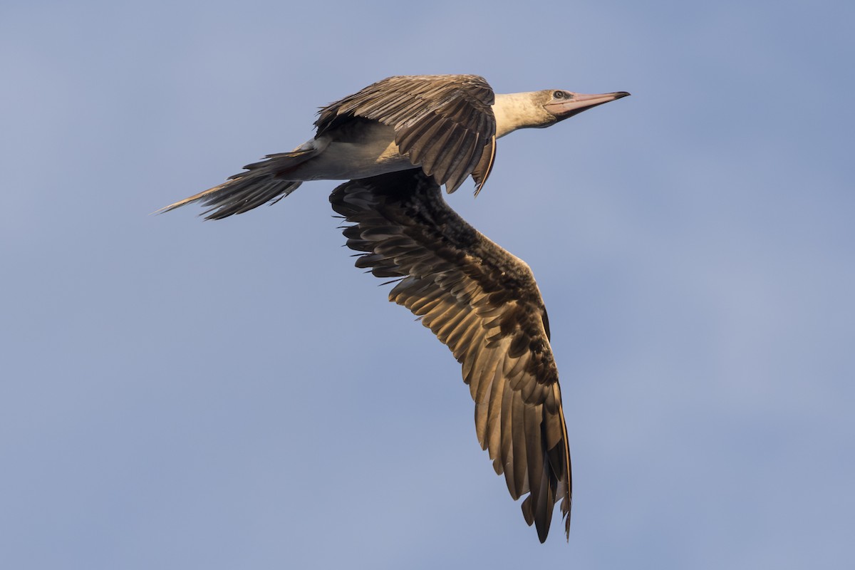 Red-footed Booby - ML645235330