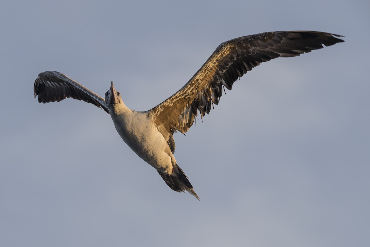 Red-footed Booby - ML645235331