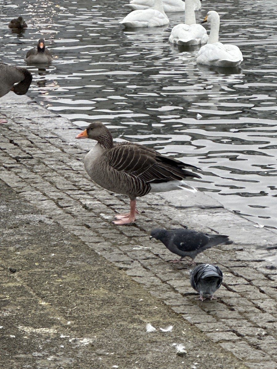 Graylag Goose - ML645235333