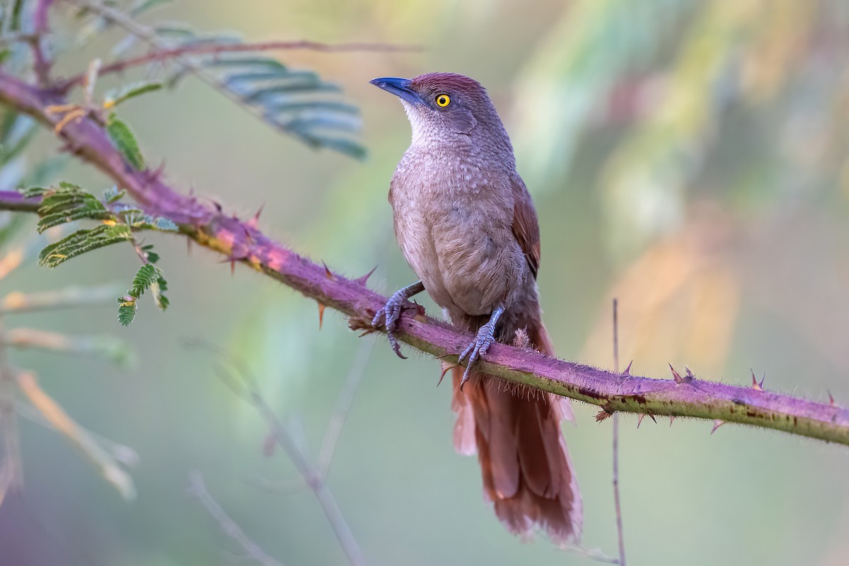 Greater Thornbird - ML645235352