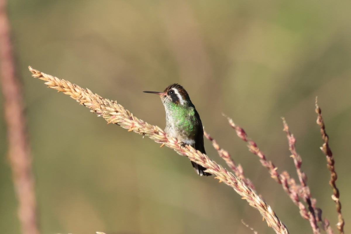 White-eared Hummingbird - ML645235355
