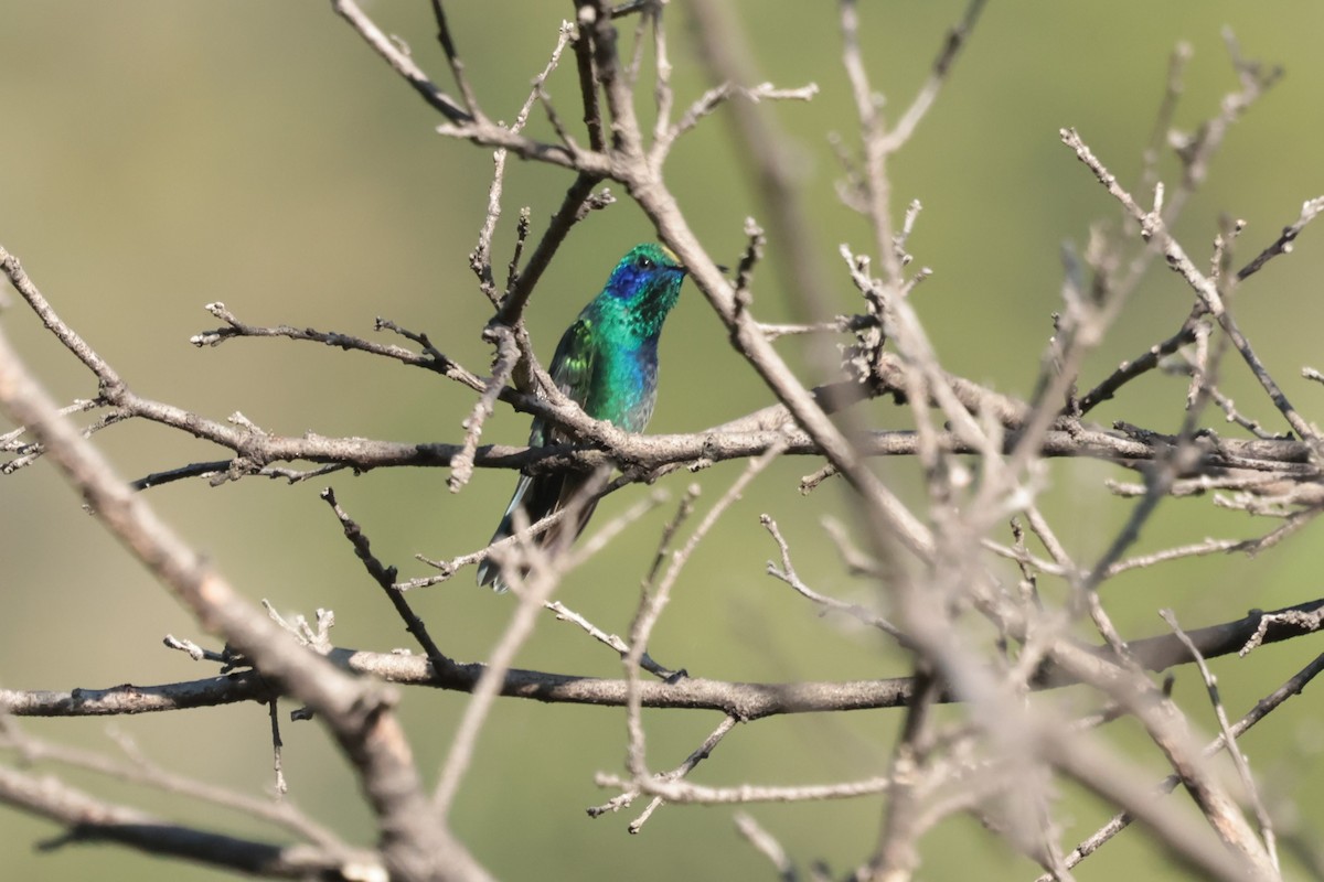 Colibrí Verdemar Mexicano - ML645235362