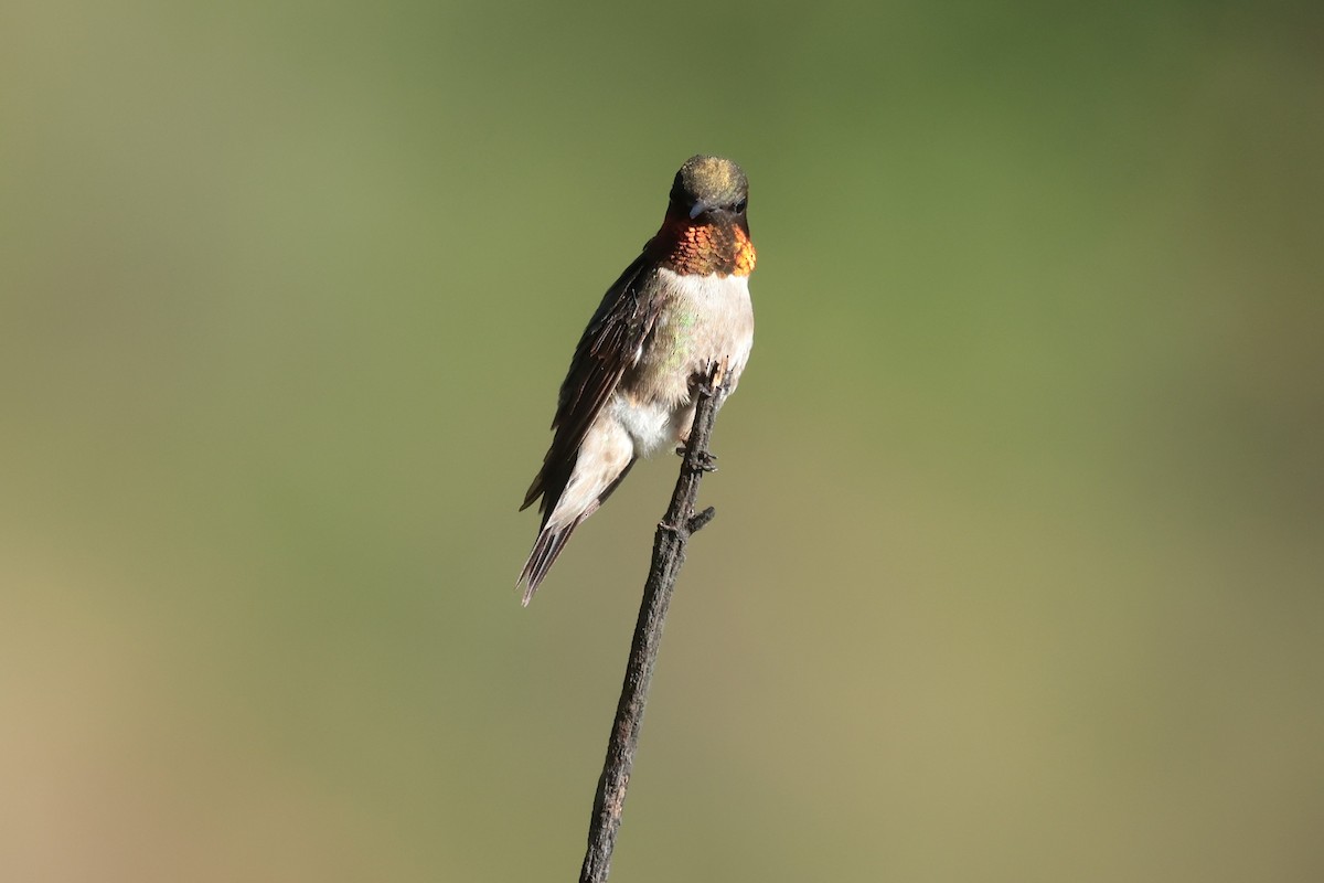 Ruby-throated Hummingbird - ML645235377