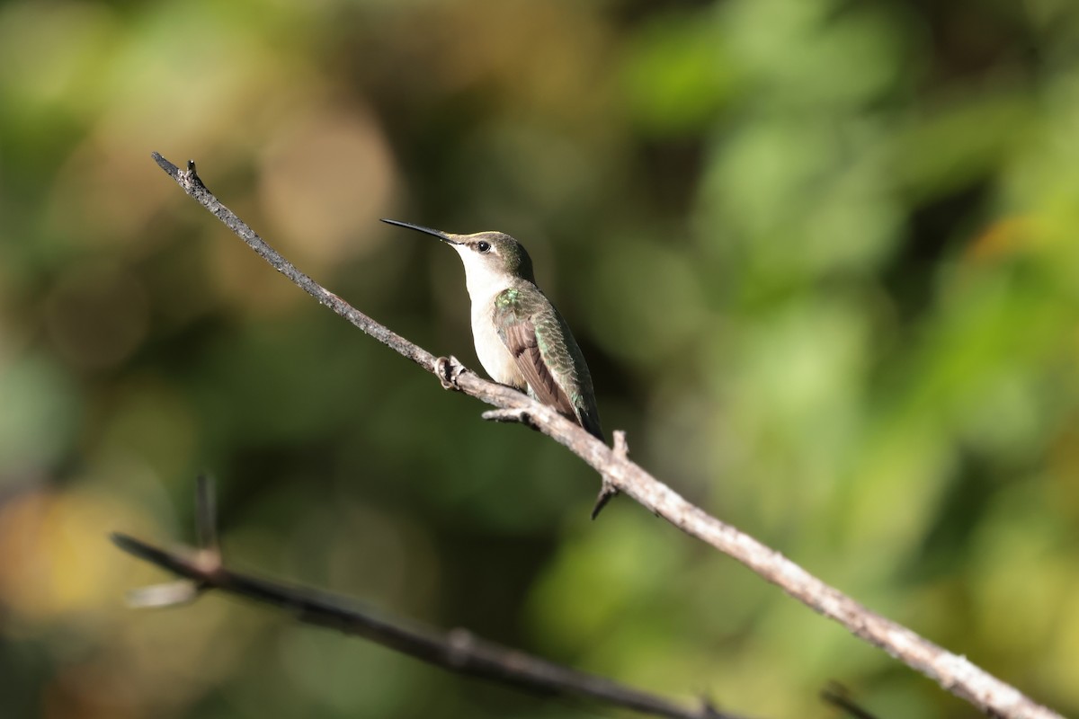 Ruby-throated Hummingbird - ML645235378