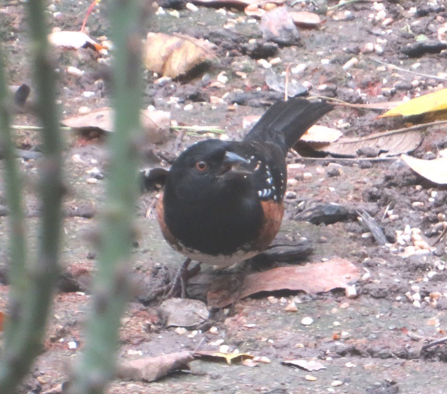 Spotted Towhee - ML645235402