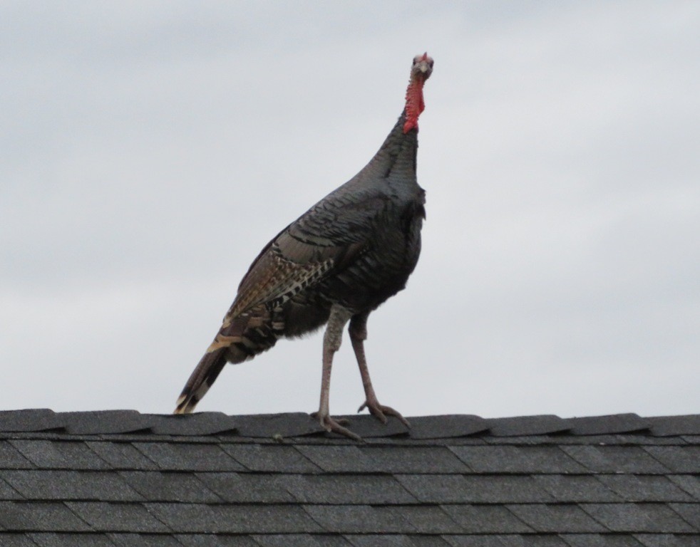 Wild Turkey - ML645235407