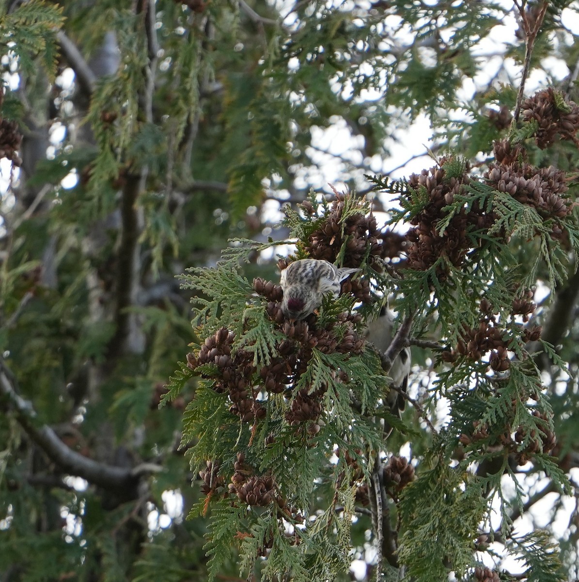 Redpoll - ML645235409