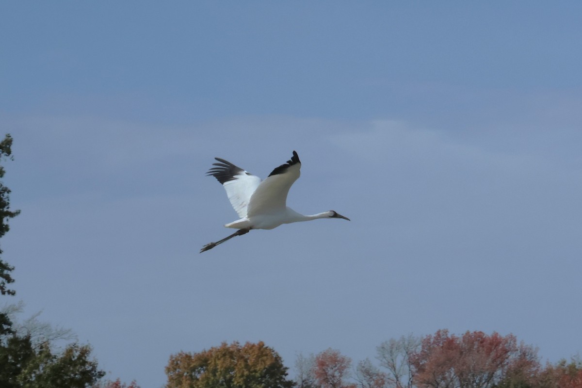 Whooping Crane - ML645235428