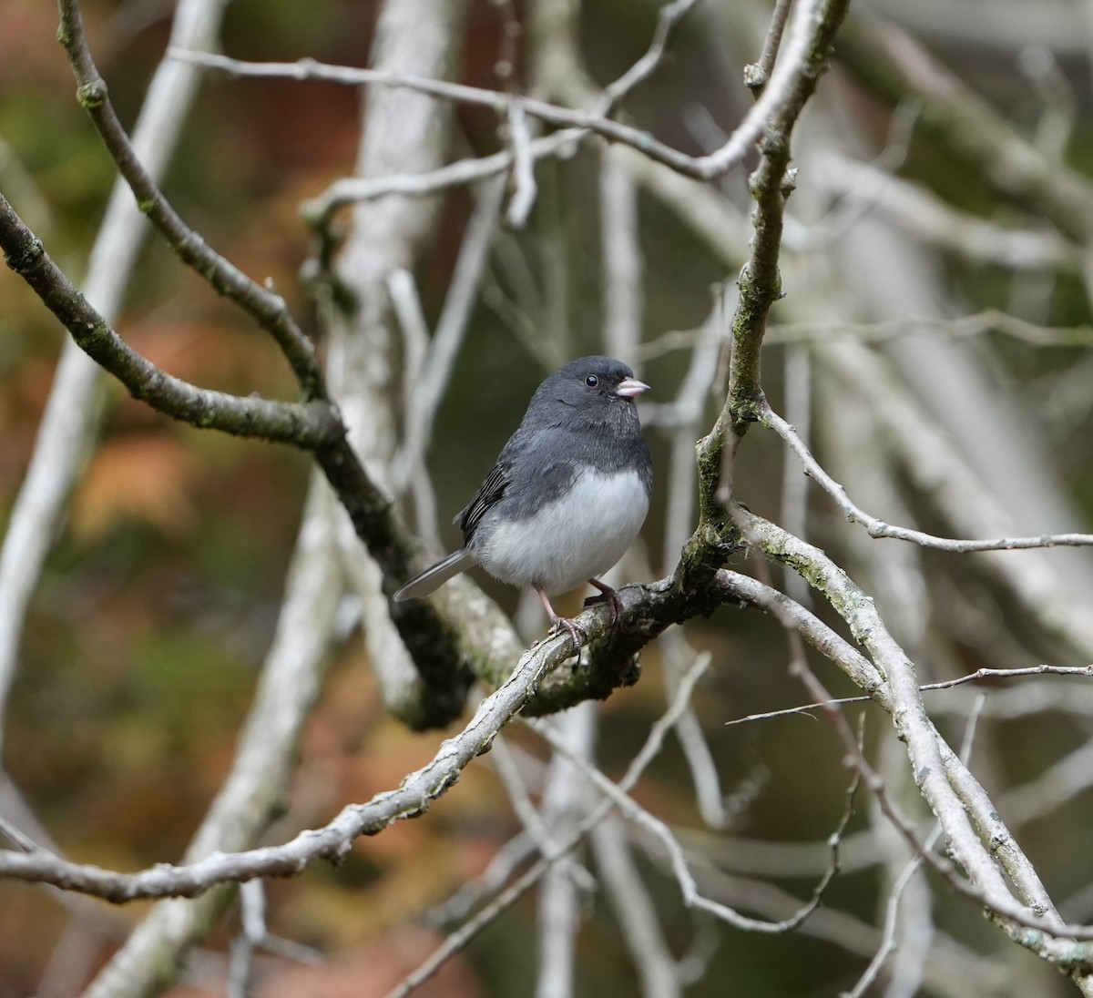 Dark-eyed Junco - ML645235431