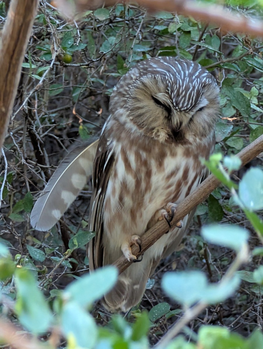 Northern Saw-whet Owl - ML645235439