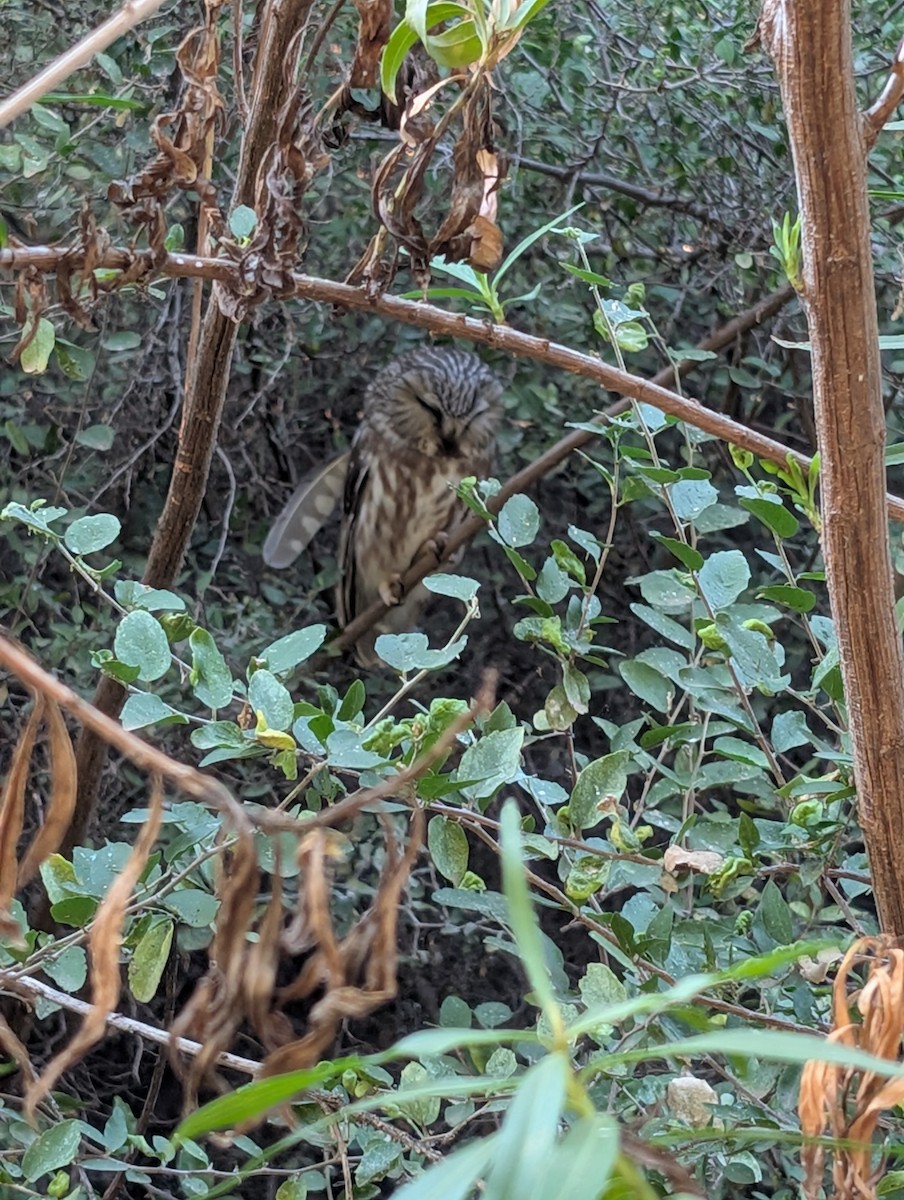 Northern Saw-whet Owl - ML645235440