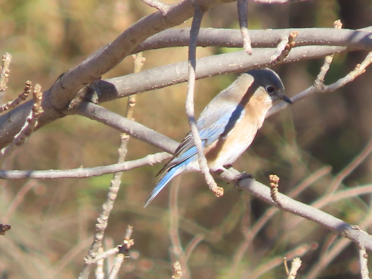 Блакитник східний - ML645235449