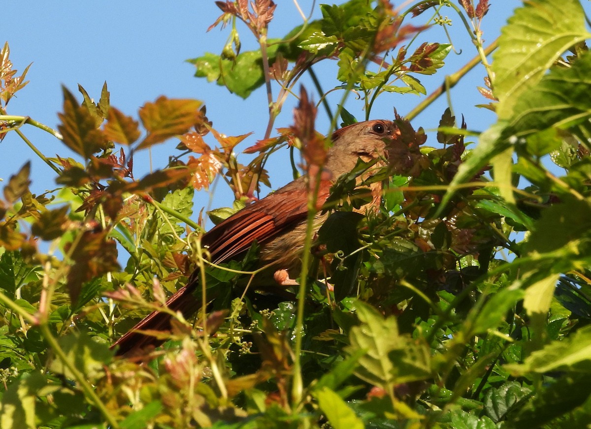 ショウジョウコウカンチョウ - ML645235450