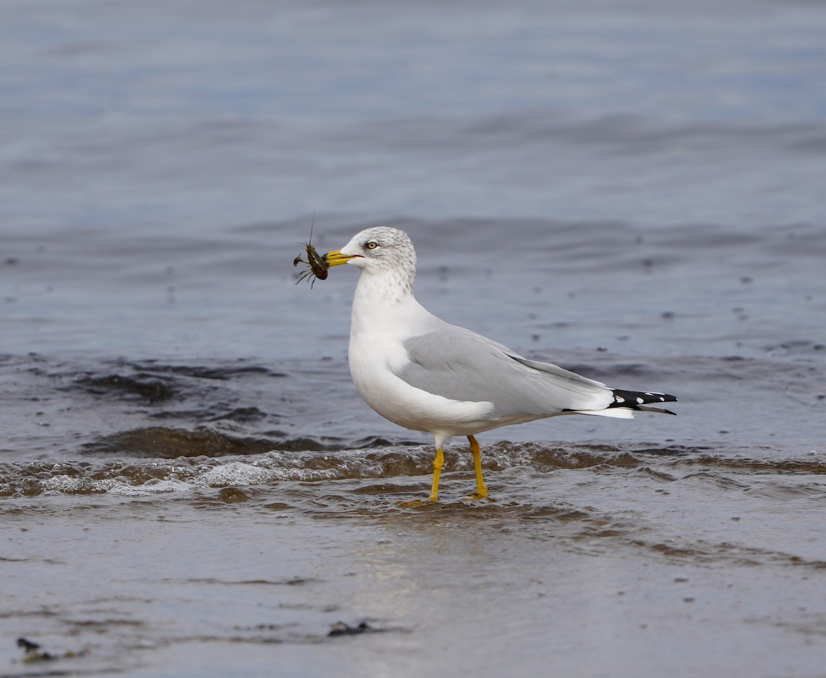 Ring-billed Gull - ML645235452
