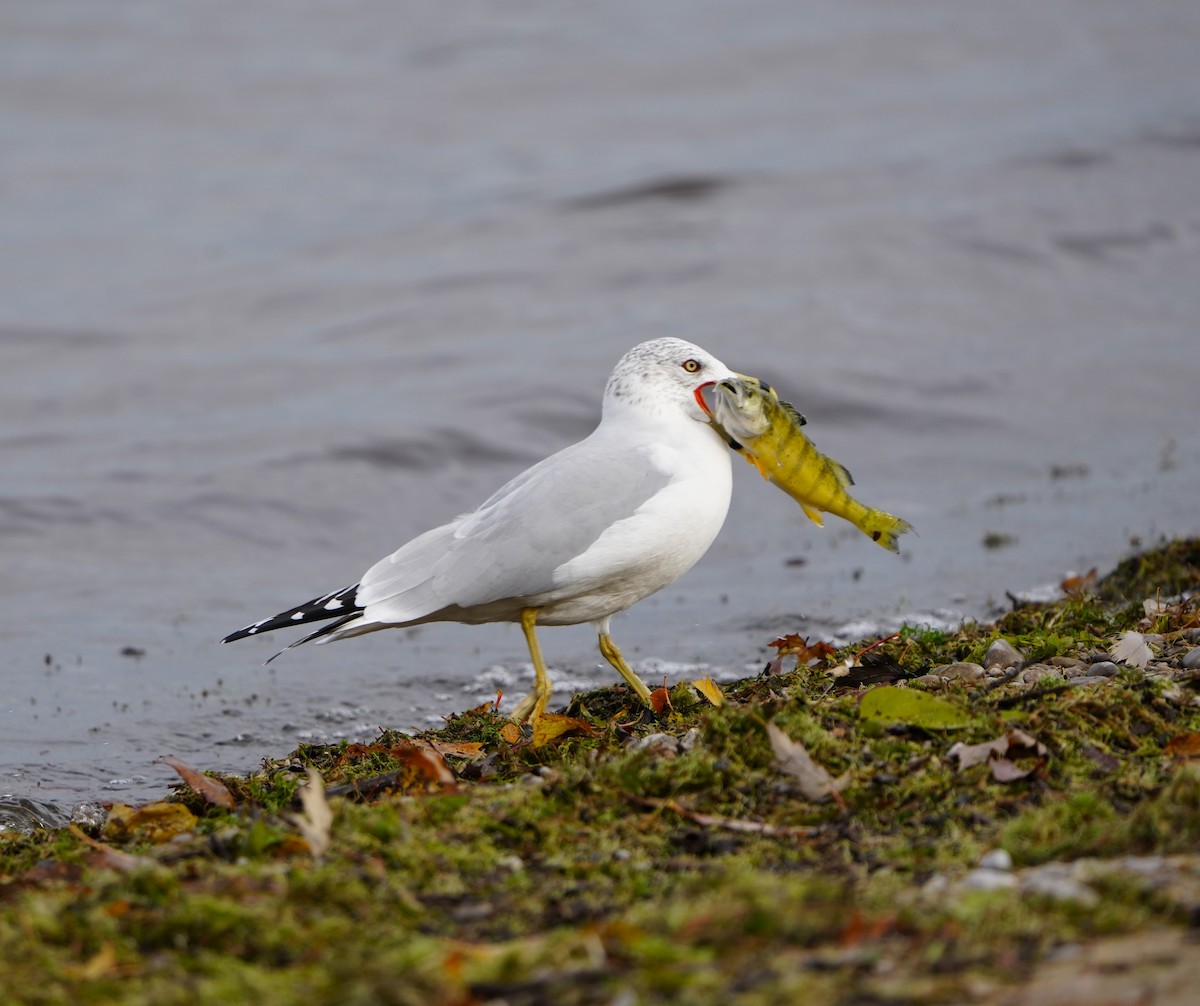 Ring-billed Gull - ML645235453