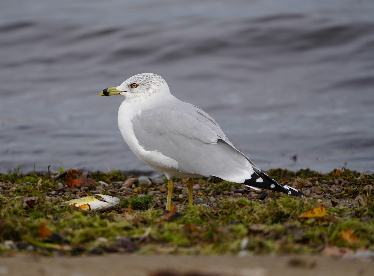 Ring-billed Gull - ML645235454