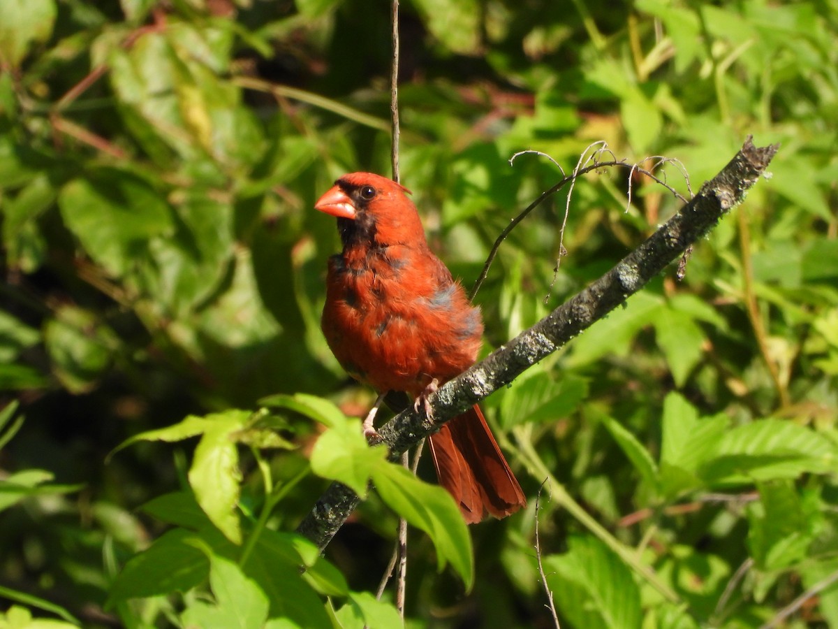 ショウジョウコウカンチョウ - ML645235460