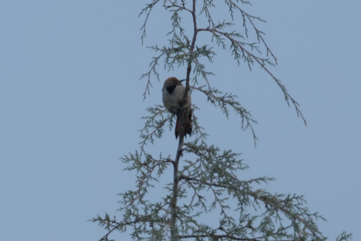Guatemalan Flicker - ML645235467