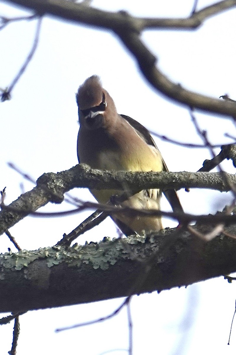 Cedar Waxwing - ML645235469