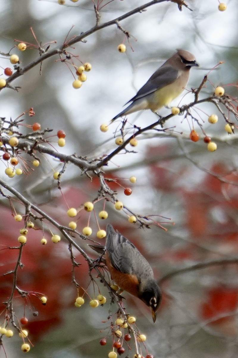 Cedar Waxwing - ML645235470