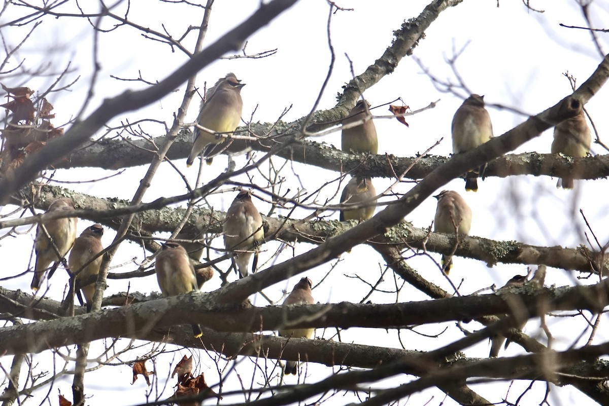 Cedar Waxwing - ML645235471