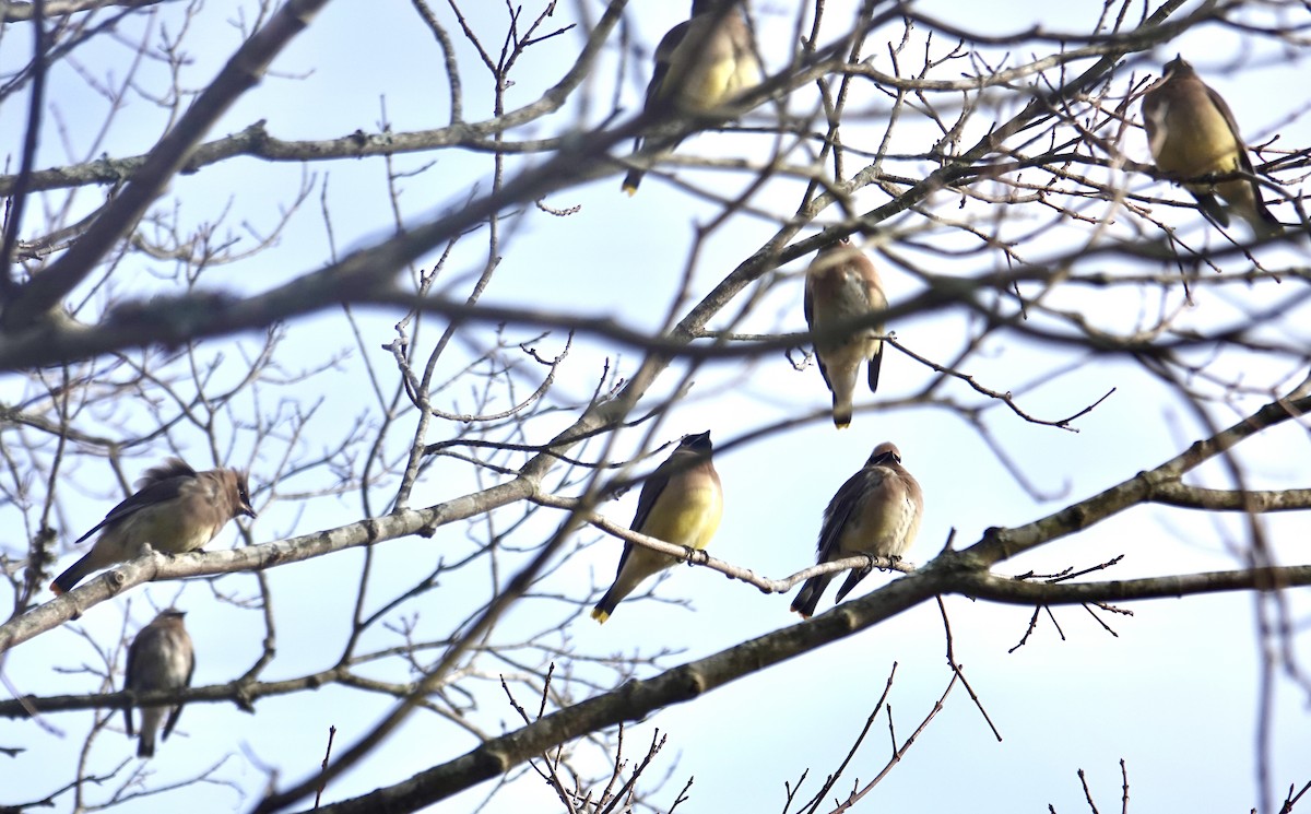 Cedar Waxwing - ML645235472