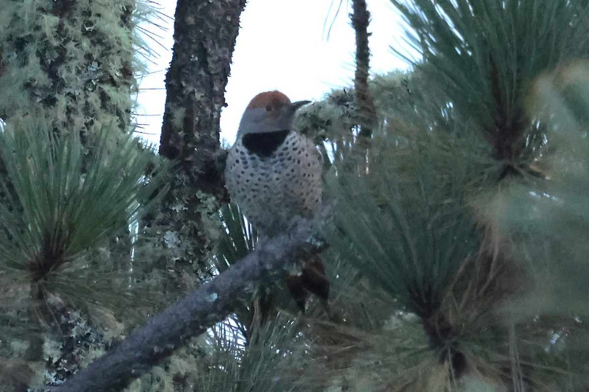 Guatemalan Flicker - ML645235480