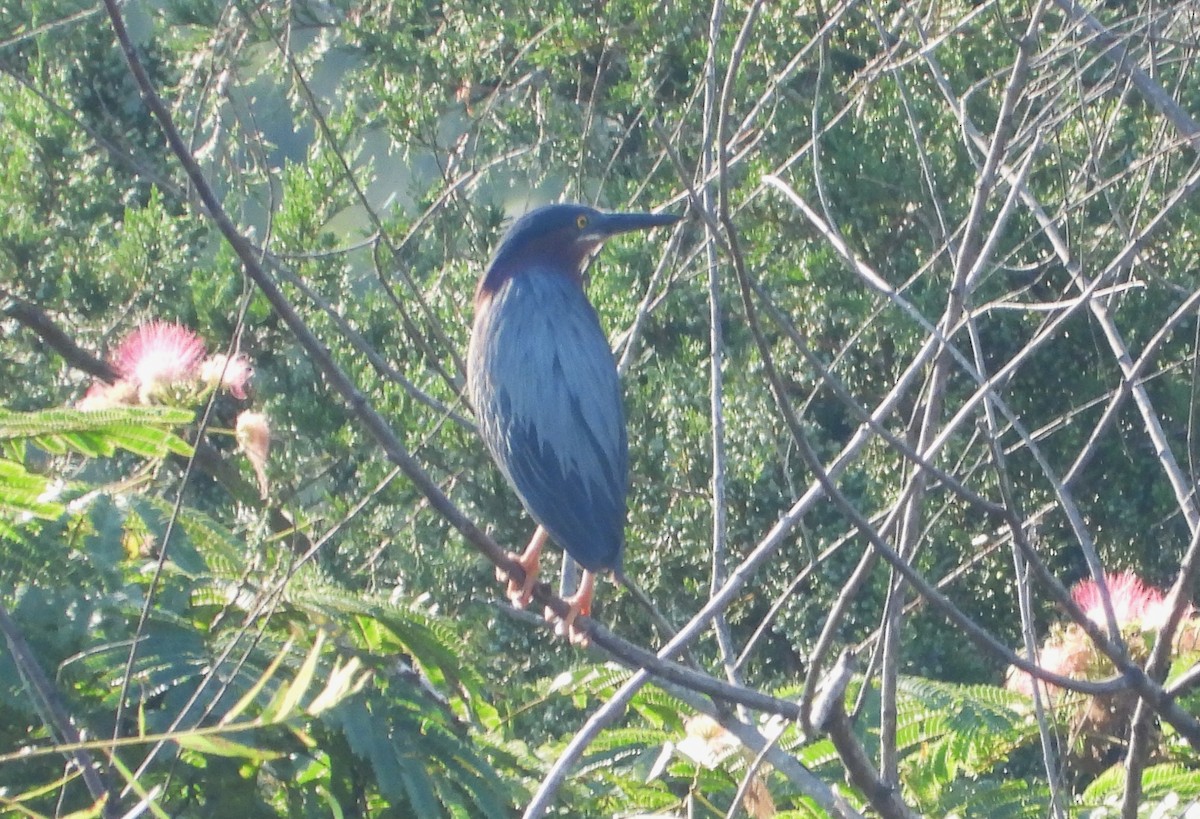 アメリカササゴイ - ML645235481