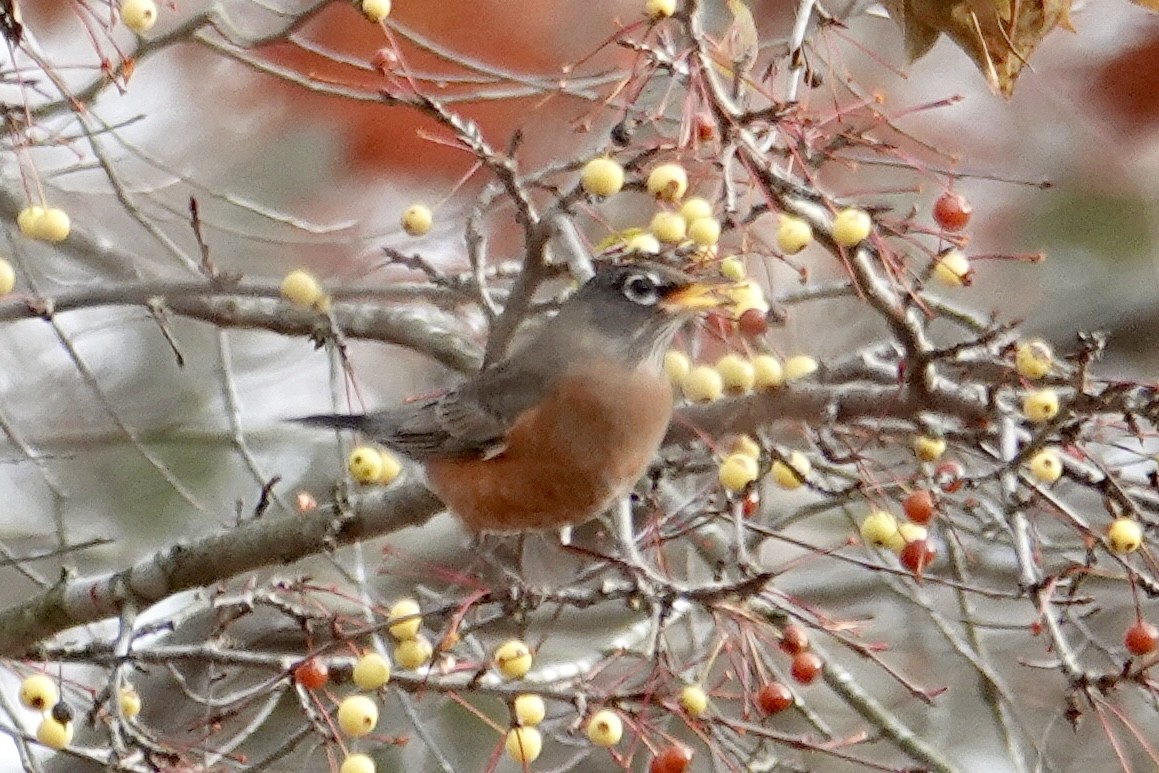 American Robin - ML645235491