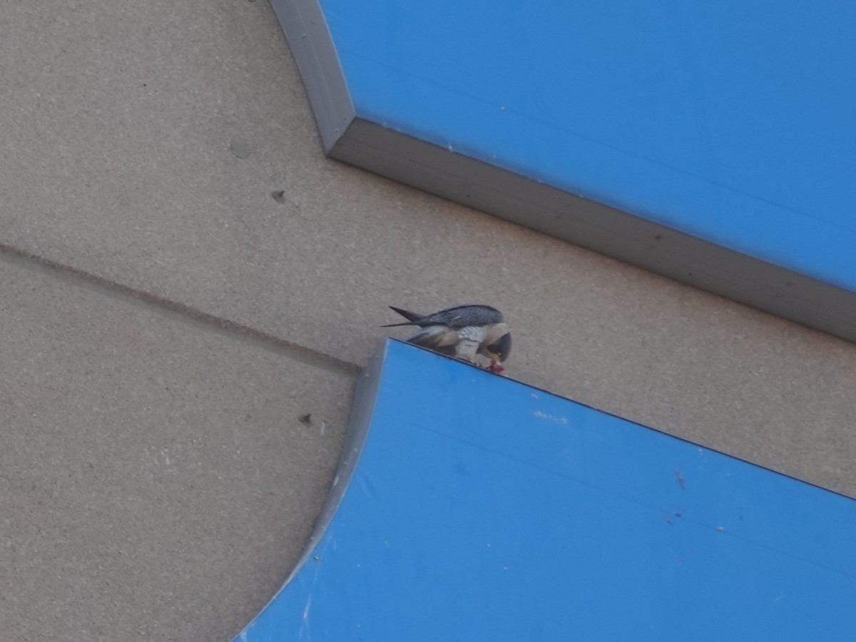 sokol stěhovavý - ML645235497