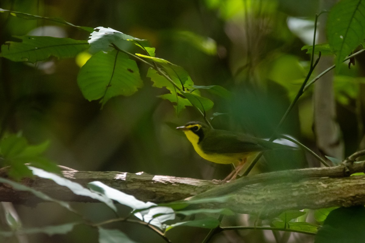 סבכון קנטקי - ML645235501