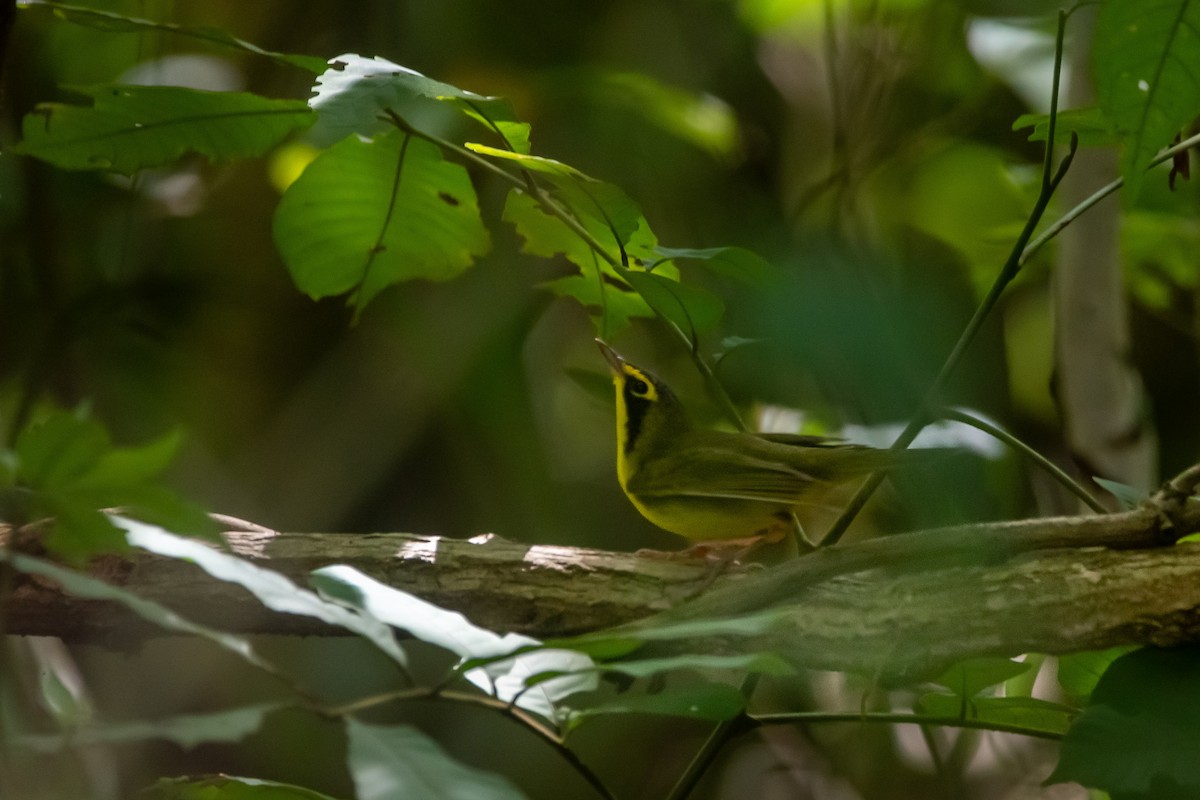 סבכון קנטקי - ML645235502