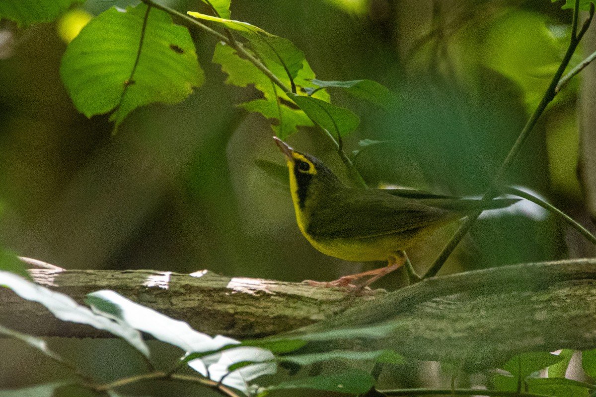 סבכון קנטקי - ML645235503