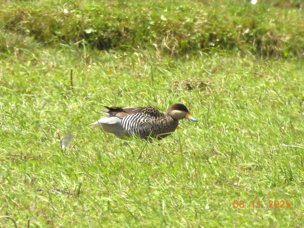 Silver Teal - ML645235506