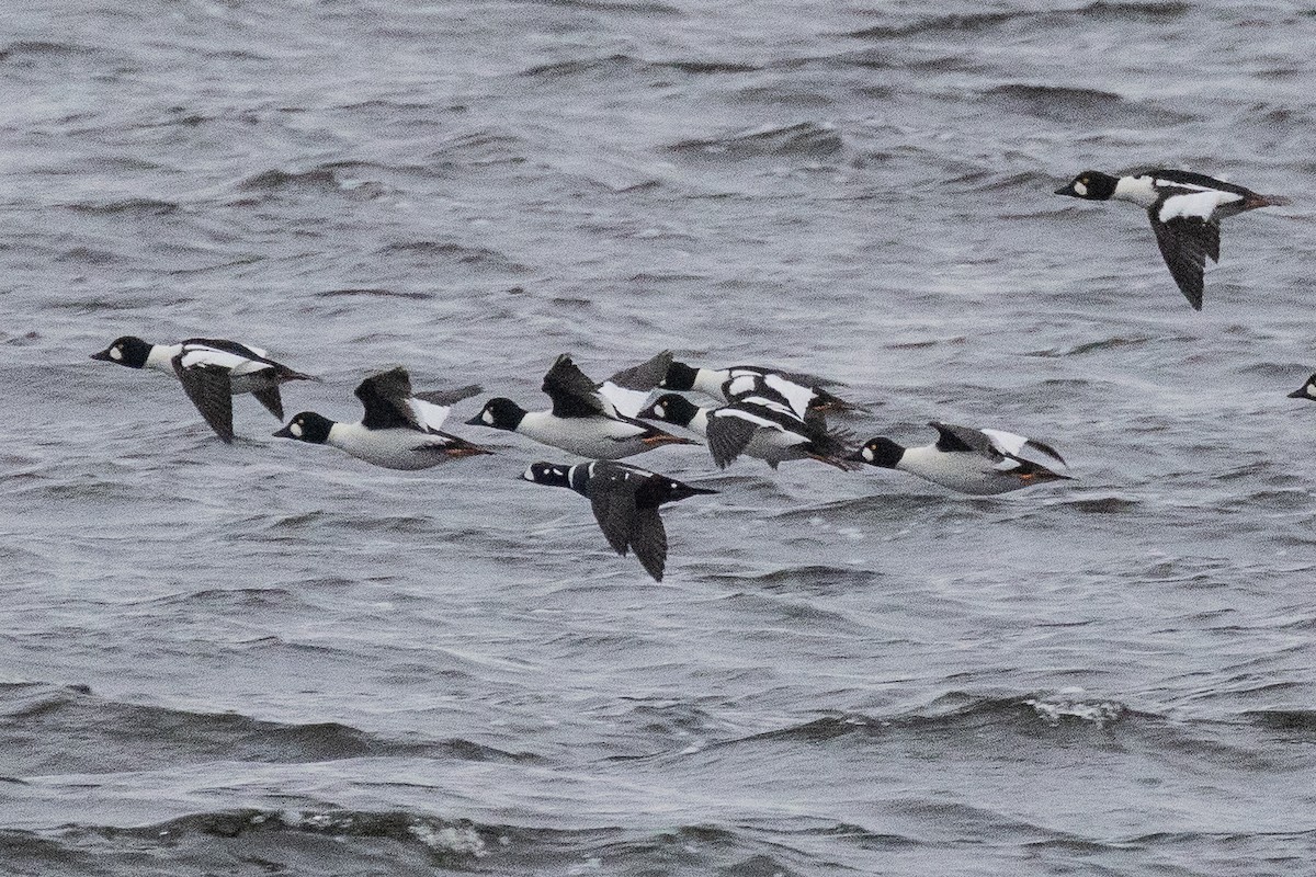 Harlequin Duck - ML645235527