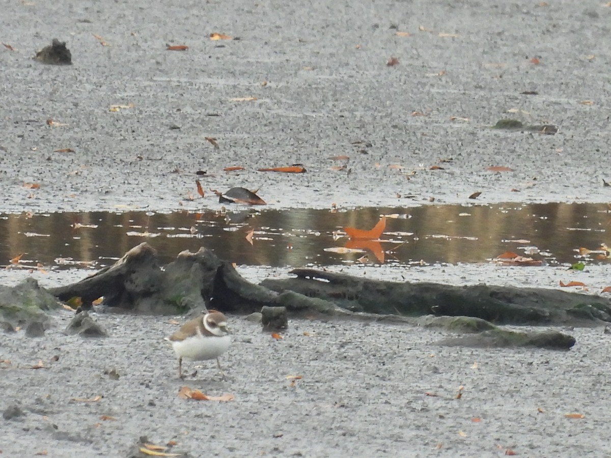 Semipalmated Plover - ML645235534