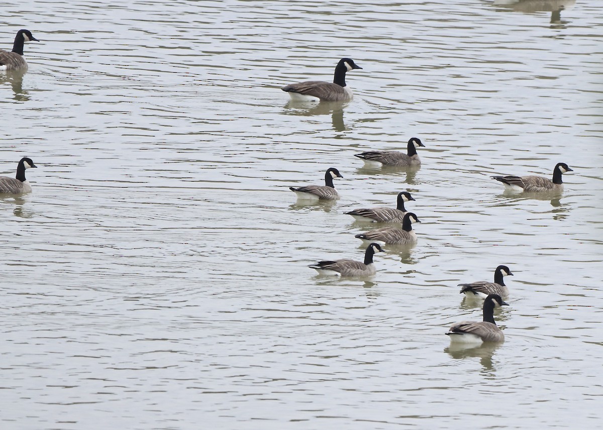 小加拿大雁 - ML645235541